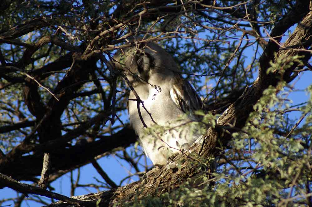 Gufo - Botswana