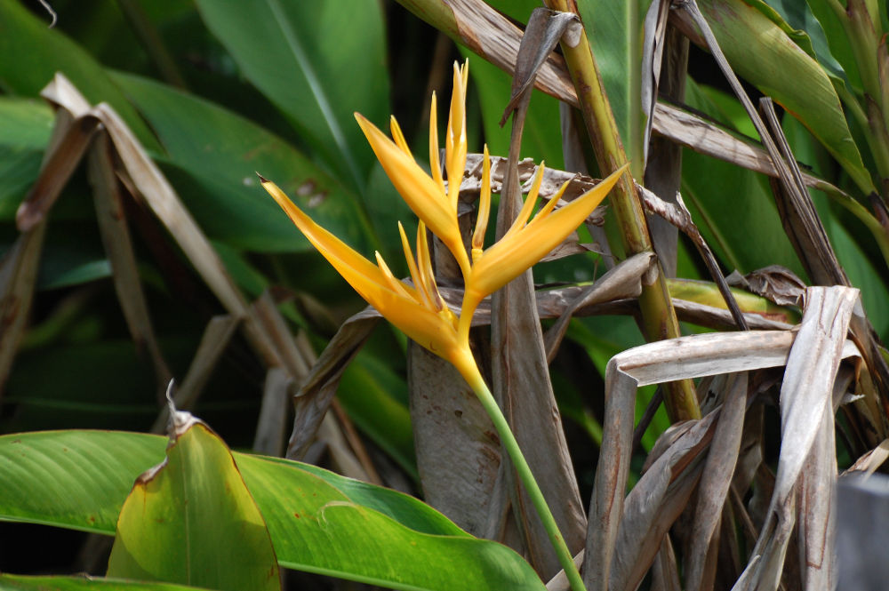 Brasile - nella foresta amazzonica:  Heliconia sp.