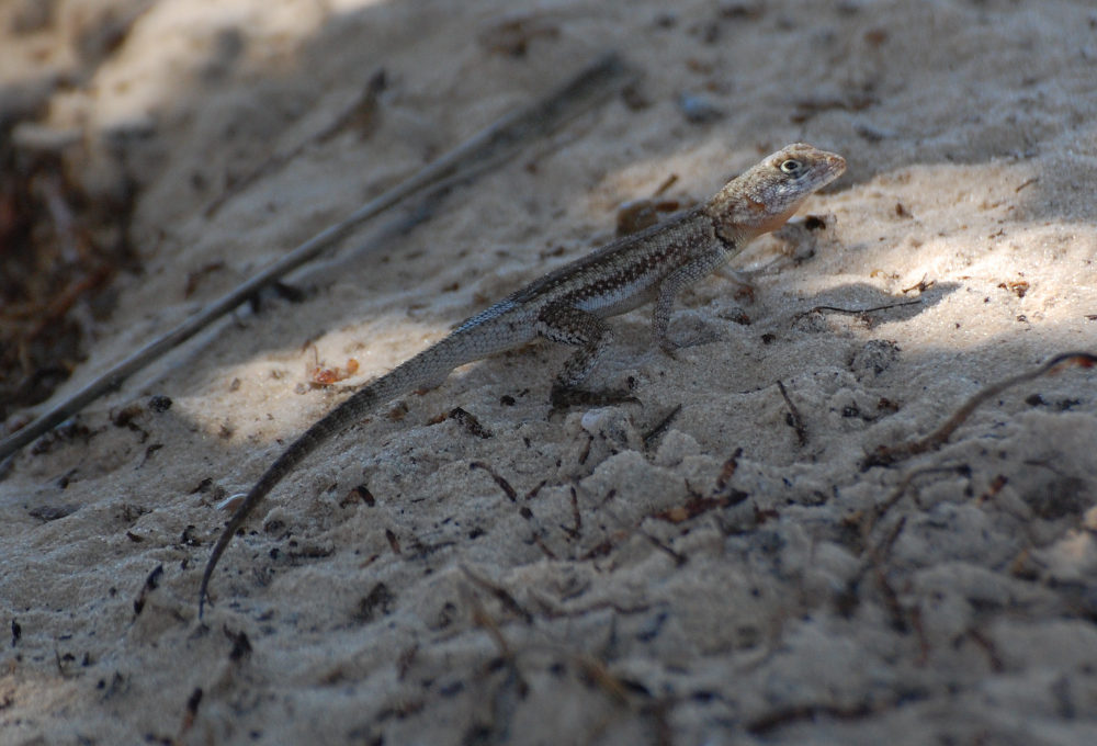 Brasile - lucertola dei Len��is Maranhenses