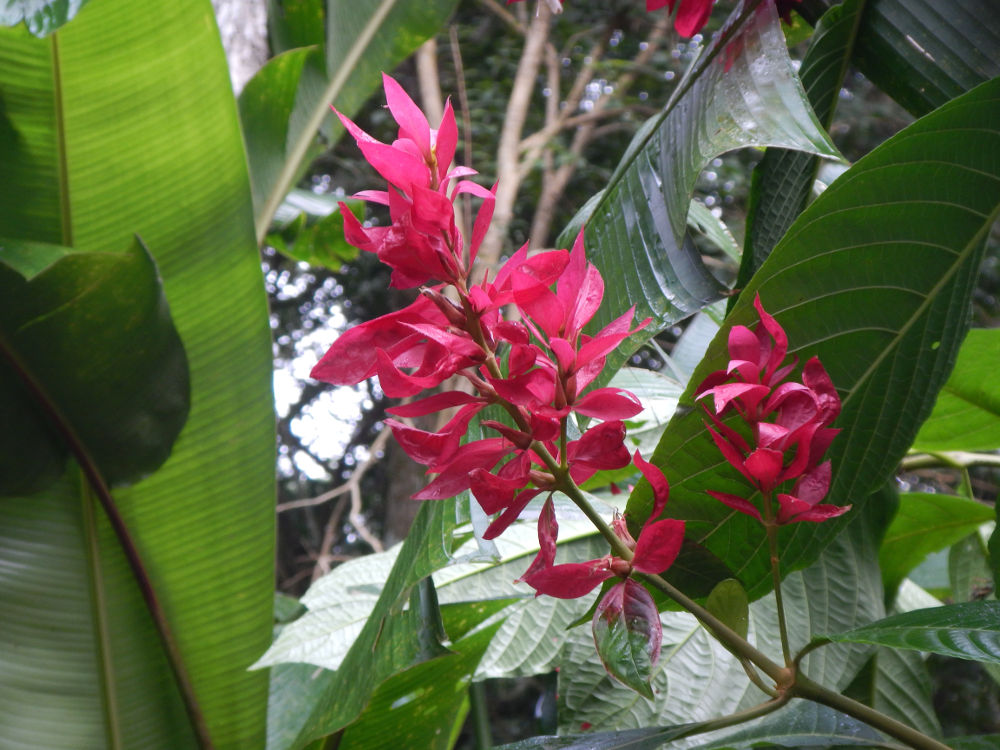 Brasile - Iguazu:  Megaskepasma erythrochlamys (coltivata)