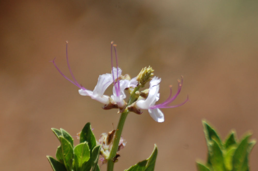 dal Tigrai (Etiopia):  Ocimum obovatum  (Lamiaceae)