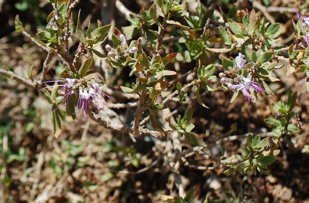 dal Tigrai (Etiopia):  Ocimum obovatum  (Lamiaceae)