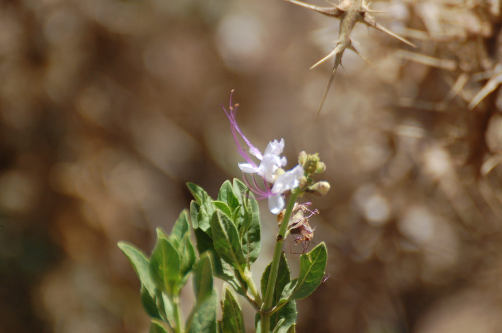 dal Tigrai (Etiopia):  Ocimum obovatum  (Lamiaceae)