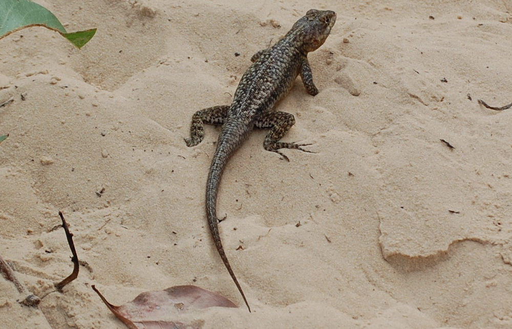 Brasile - lucertola dei Len��is Maranhenses