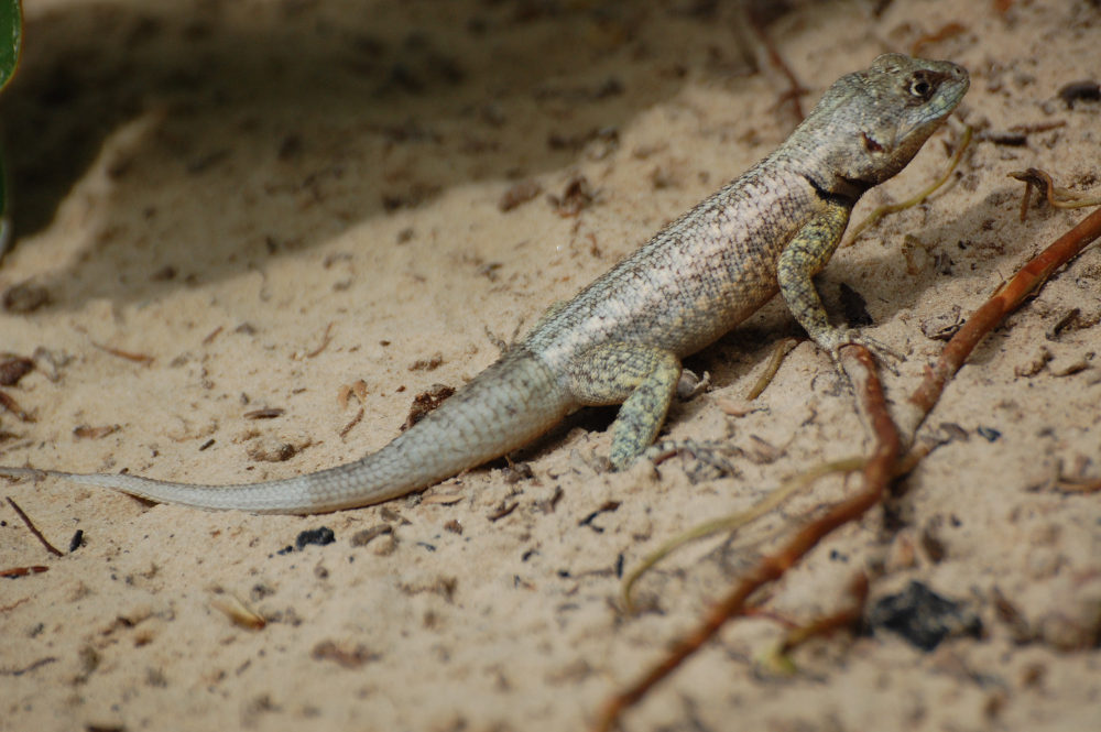 Brasile - lucertola dei Len��is Maranhenses