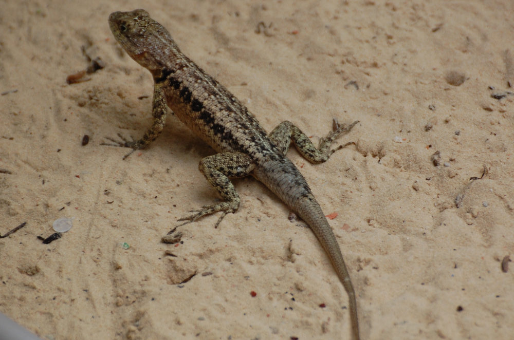 Brasile - lucertola dei Len��is Maranhenses