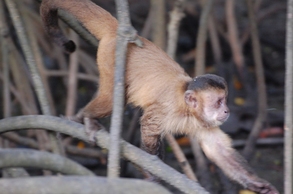 Brasile - scimmia sul Rio Preguias: Sapajus apella / Scimmia cappuccino