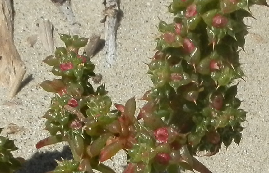 Salsola kali (Amaranthaceae) - Nuova Zelanda