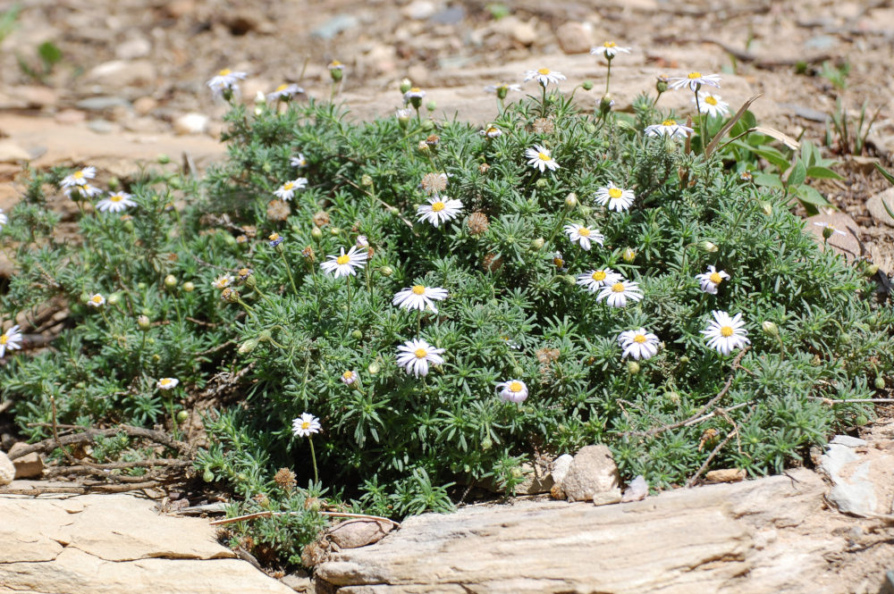 dall''Etiopia: Felicia sp. (Asteraceae)