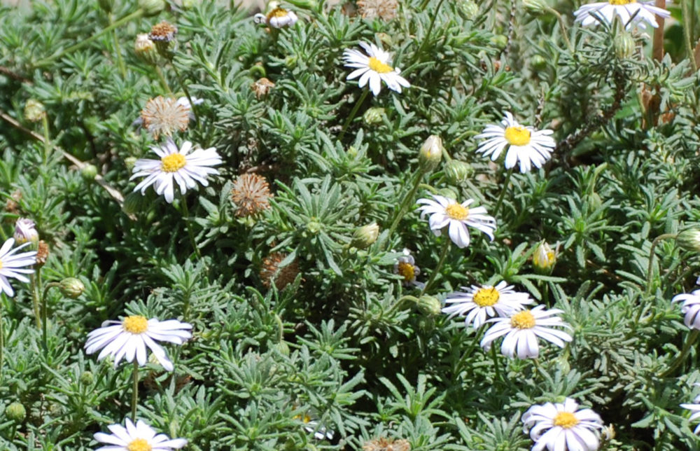 dall''Etiopia: Felicia sp. (Asteraceae)