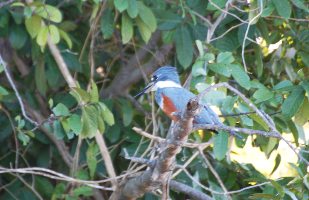 Brasile: nel Pantanal - Martin pescatore dal collare (Megaceryle torquata)