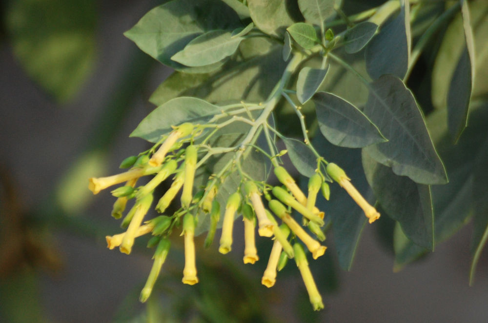 dall''Etiopia: Nicotiana glauca (Solanaceae)