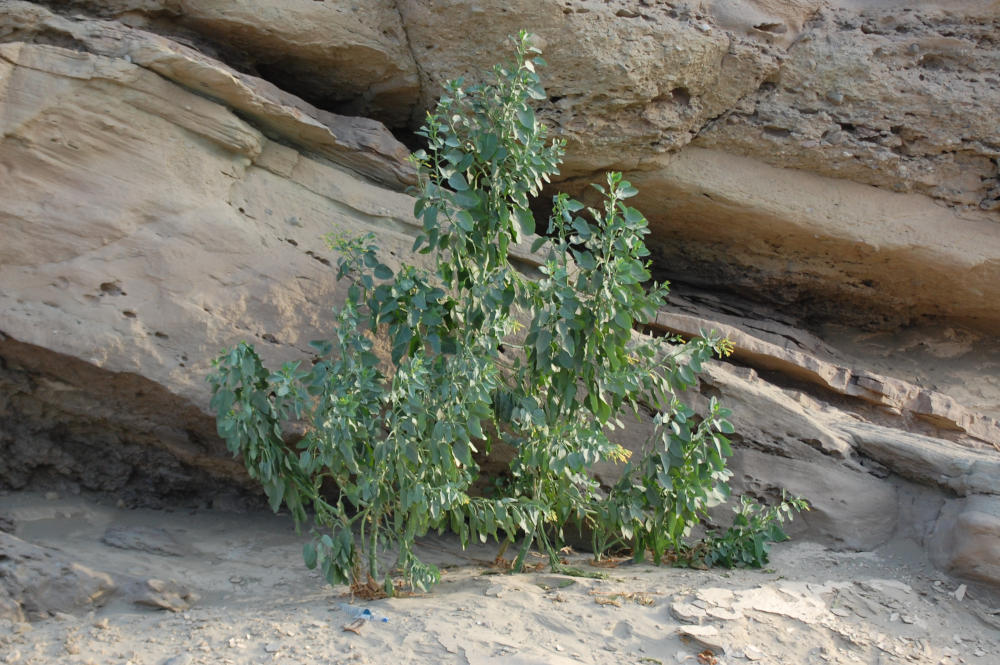dall''Etiopia: Nicotiana glauca (Solanaceae)