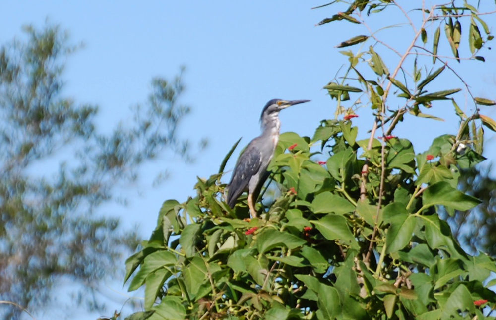 Brasile - nel Pantanal : Airone striato (Butorides striata)