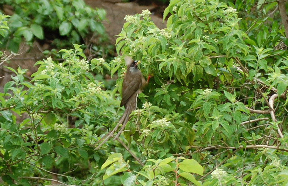 Tanzania - Colius striatus.