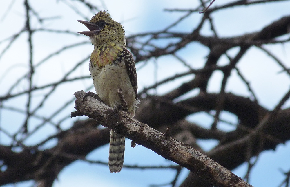 Tanzania - Trachyphonus  usambiro   (Lybiidae), femmina