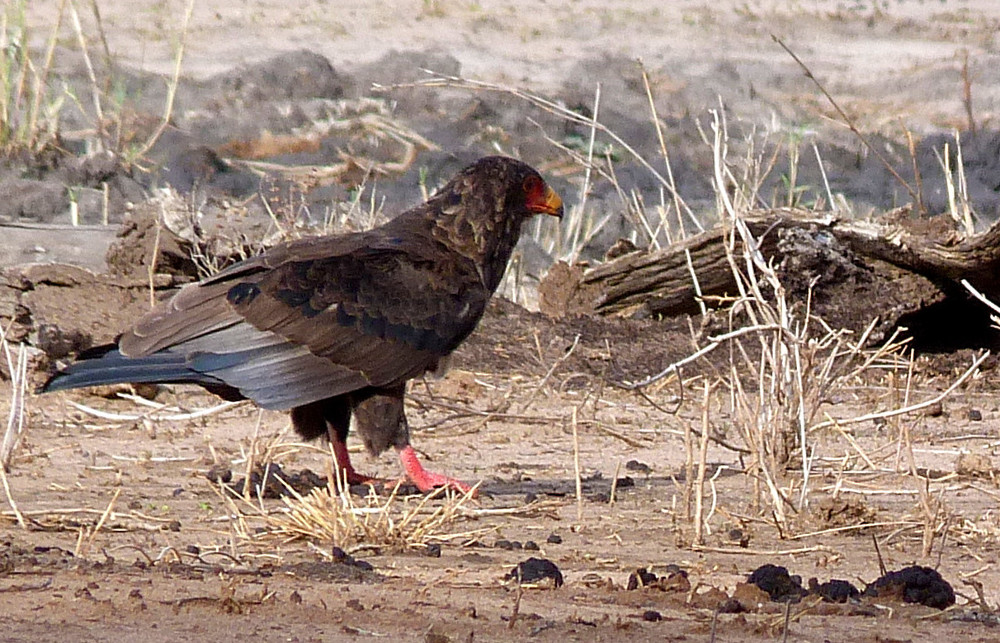 Tanzania - Aquila? No, Falco giocoliere, giovane