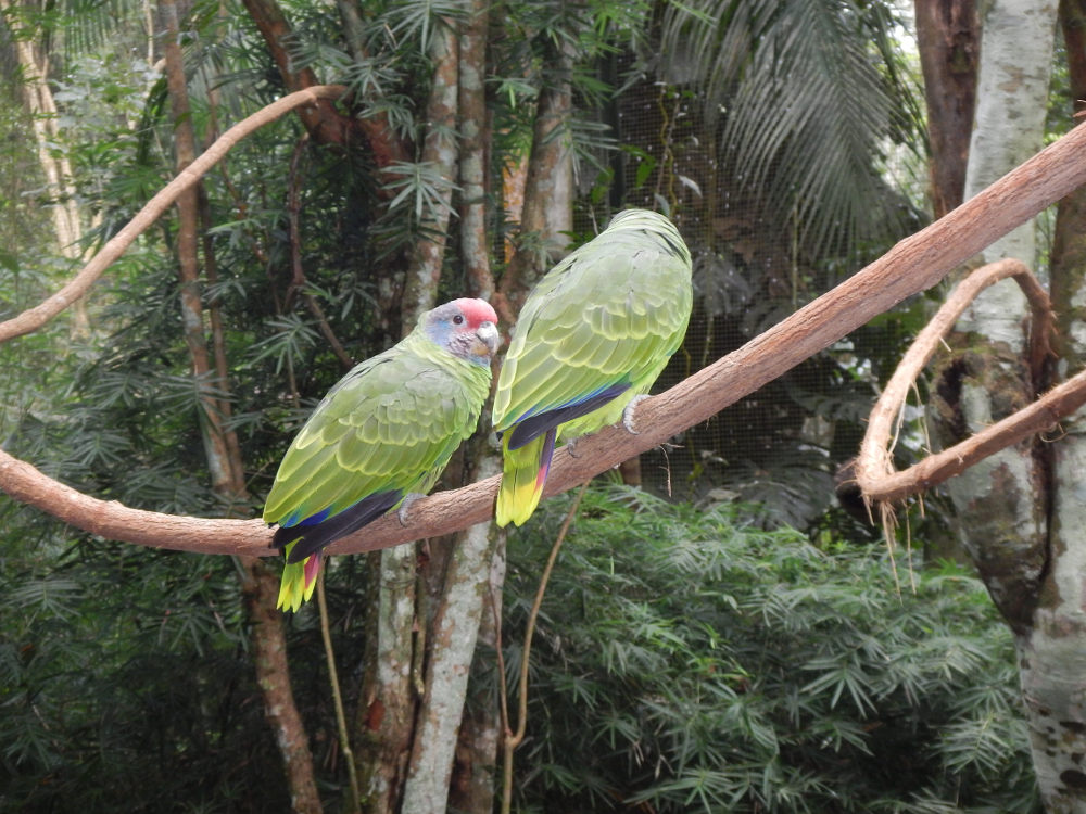 Brasile - Pappagallli: Amazona brasiliensis