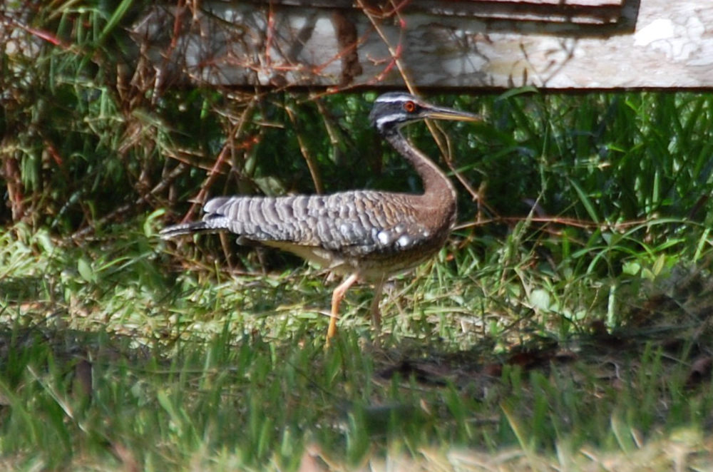 Brasile - nella foresta amazzonica:  Tarabuso del sole (Eurypyga helias)