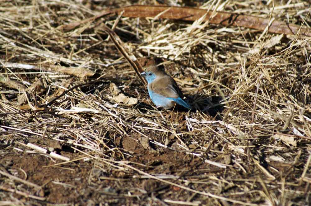 uccello 5 - Botswana