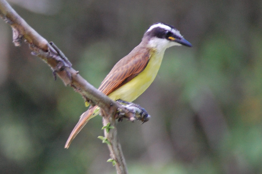 Brasile -  foresta amazzonica: Tyrannidae:  Pitangus sulphuratus (o Philohydor lictor)