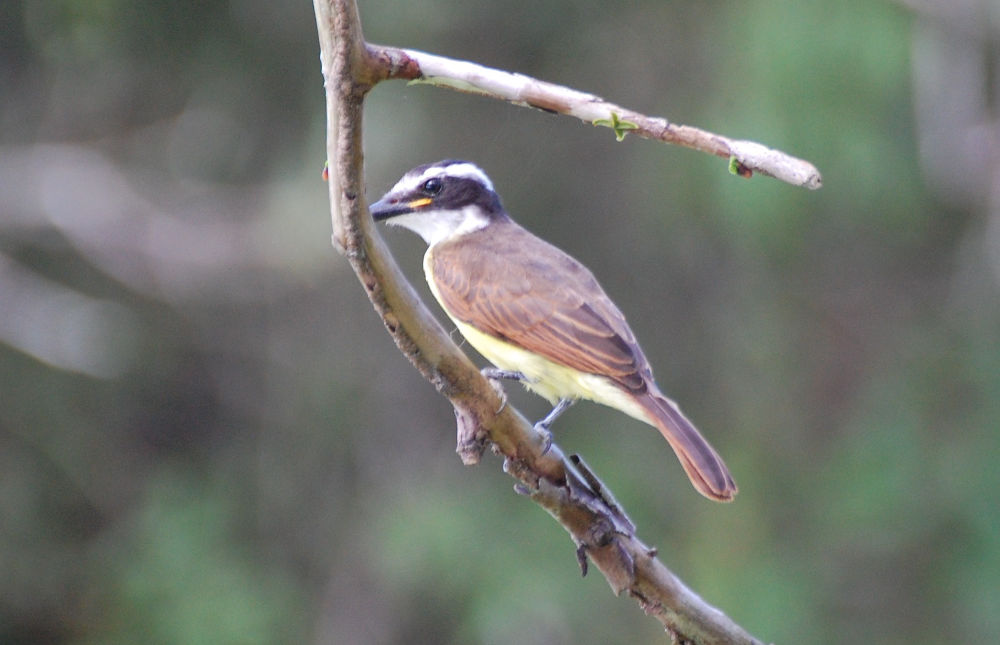 Brasile -  foresta amazzonica: Tyrannidae:  Pitangus sulphuratus (o Philohydor lictor)