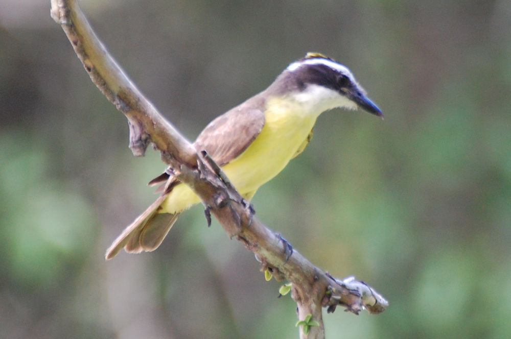 Brasile -  foresta amazzonica: Tyrannidae:  Pitangus sulphuratus (o Philohydor lictor)