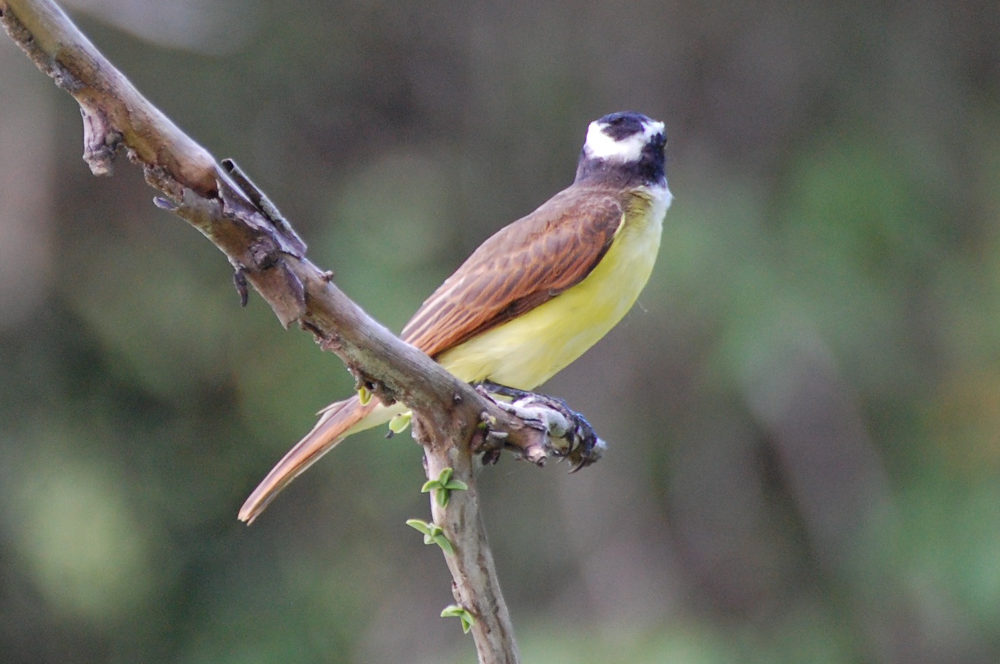 Brasile -  foresta amazzonica: Tyrannidae:  Pitangus sulphuratus (o Philohydor lictor)