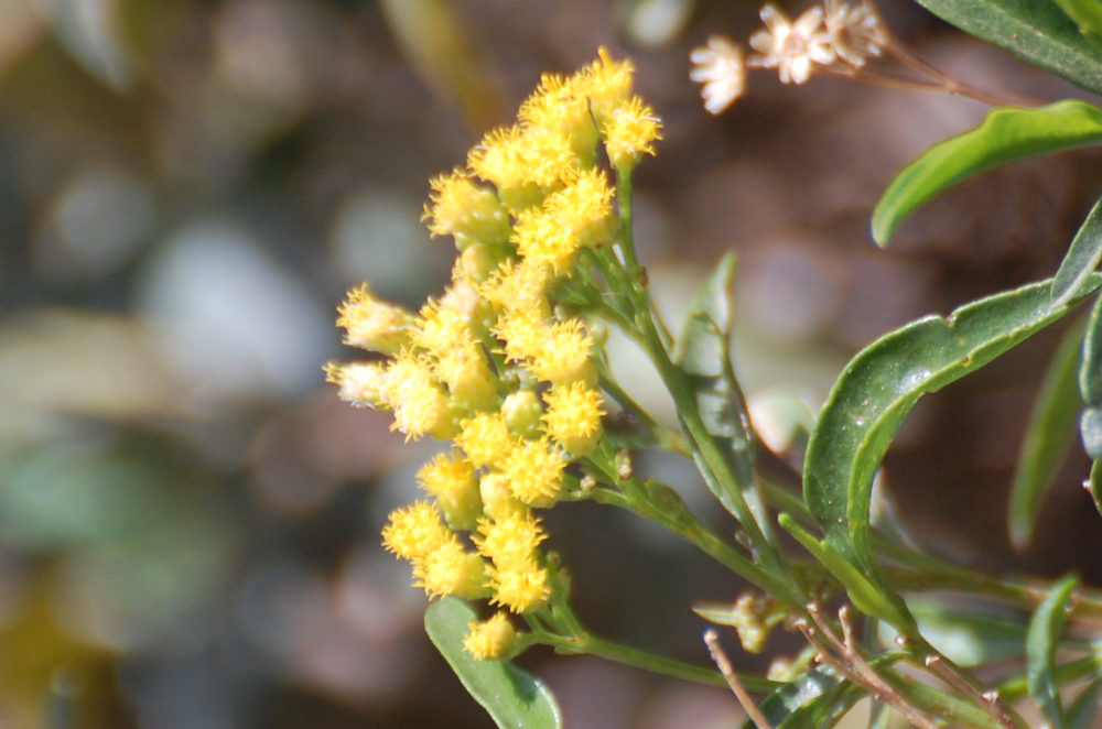 dall'' Etiopia: Conyza vernonioides (Asteraceae)