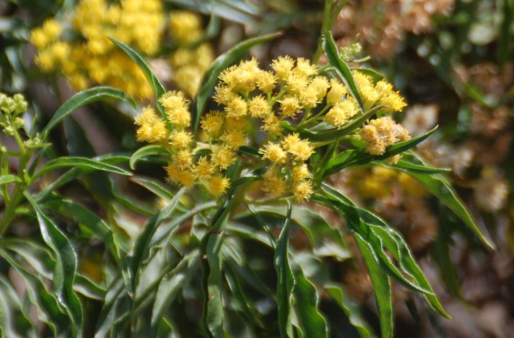 dall'' Etiopia: Conyza vernonioides (Asteraceae)