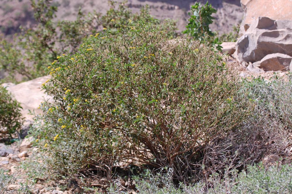 dall'' Etiopia: Conyza vernonioides (Asteraceae)