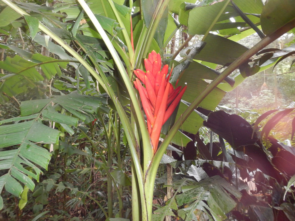 Brasile - Musa coccinea (Musaceae).