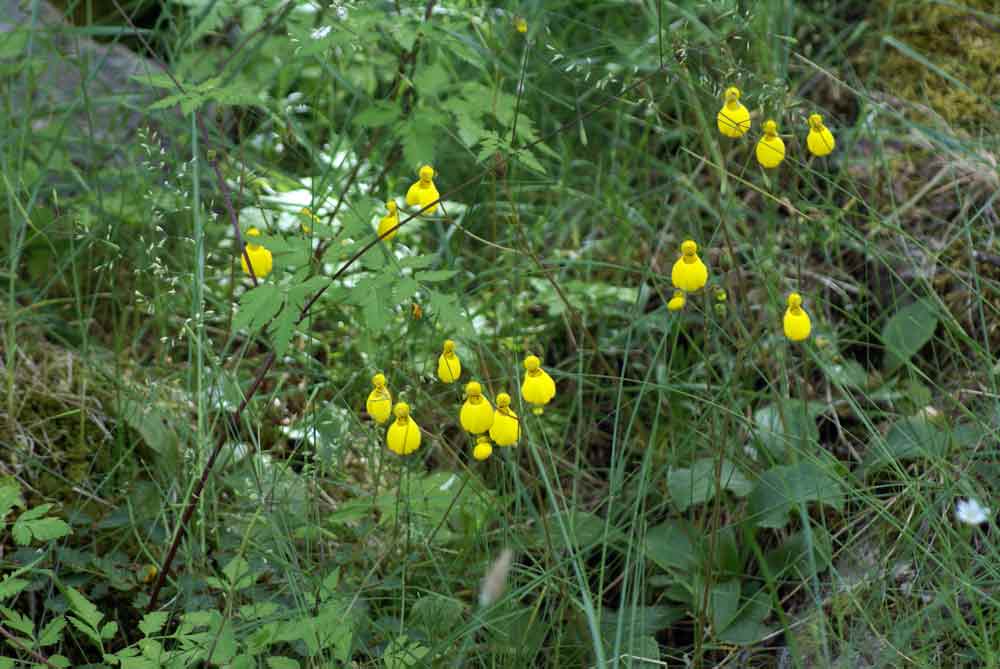 Patagonia - Calceolaria biflora