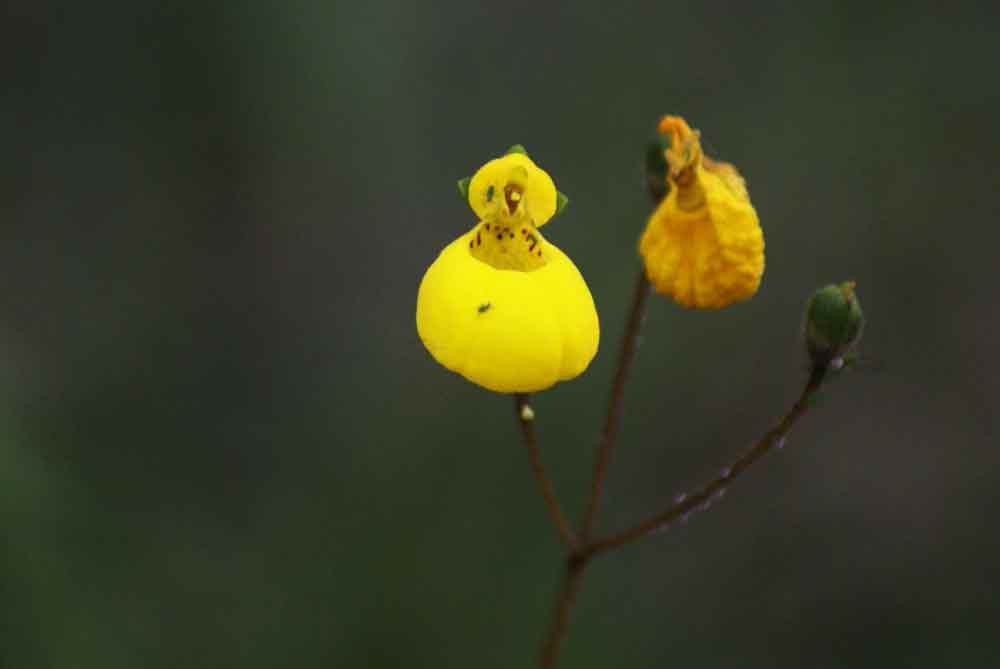 Patagonia - Calceolaria biflora