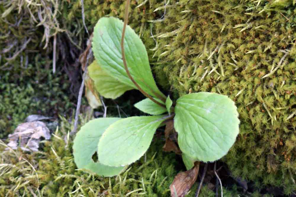 Patagonia - Calceolaria biflora