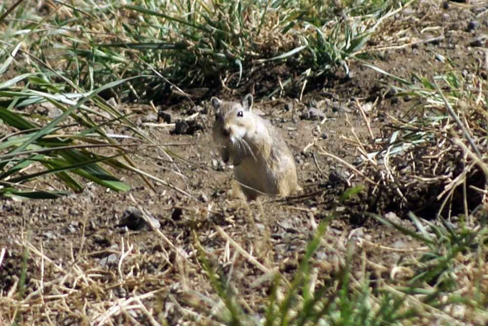 Gerbillo della Mongolia (Meriones unguiculatus) - Mongolia