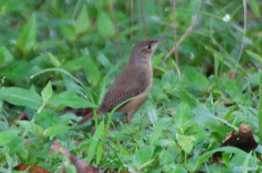 Brasile - nella foresta amazzonica: Cantorchilu cfr. longirostris