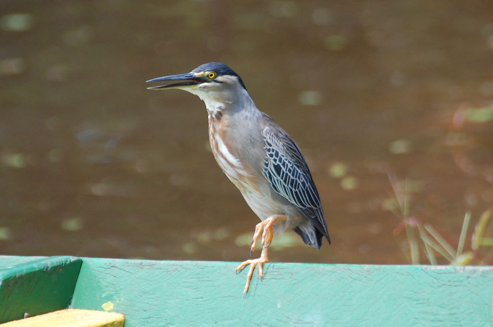 Brasile - foresta amazzonica: Airone striato (Butorides striata)