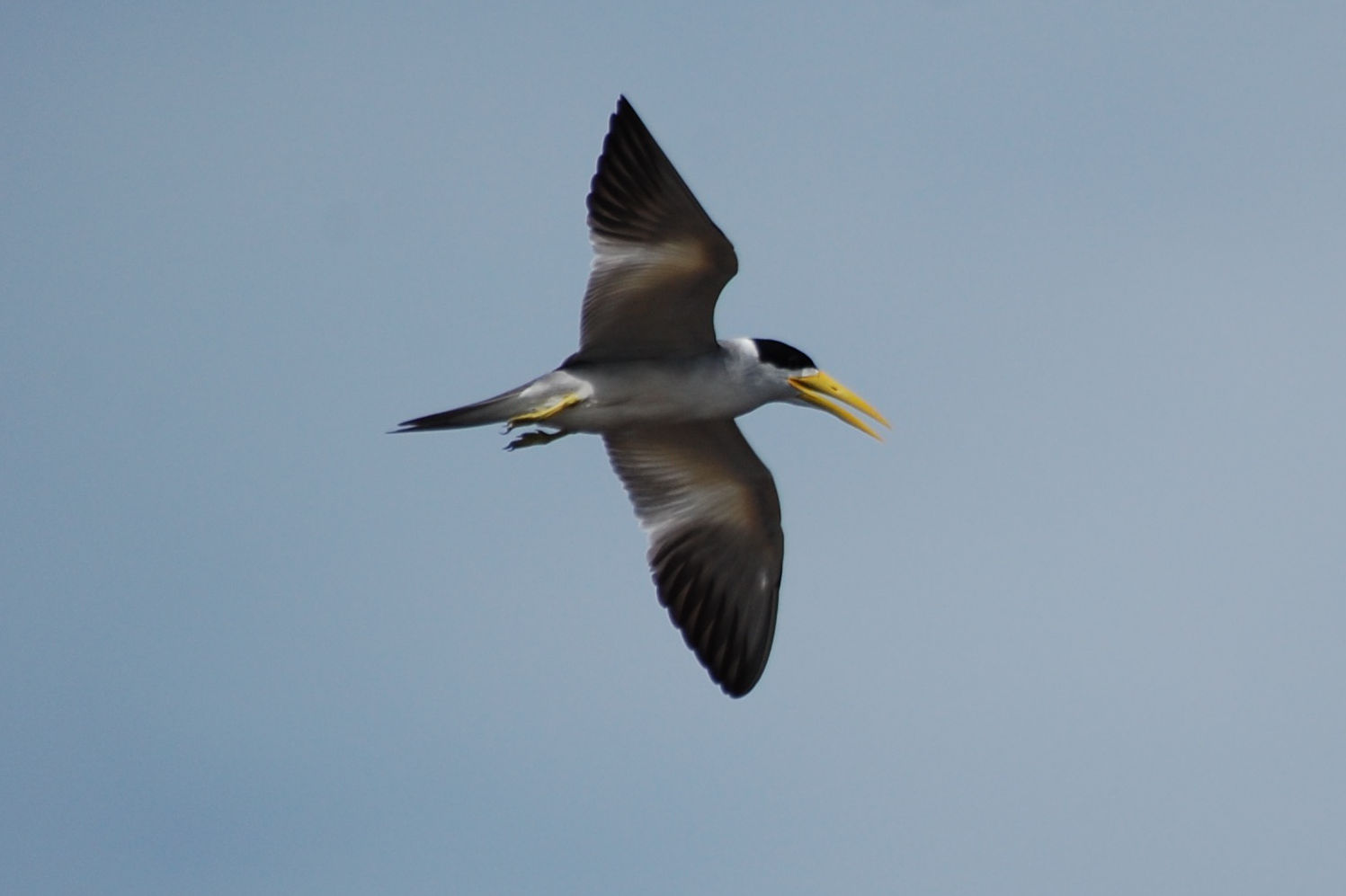 Brasile - uccello dei Len��is Maranhenses: Phaetusa simplex (Sterna beccogrosso)