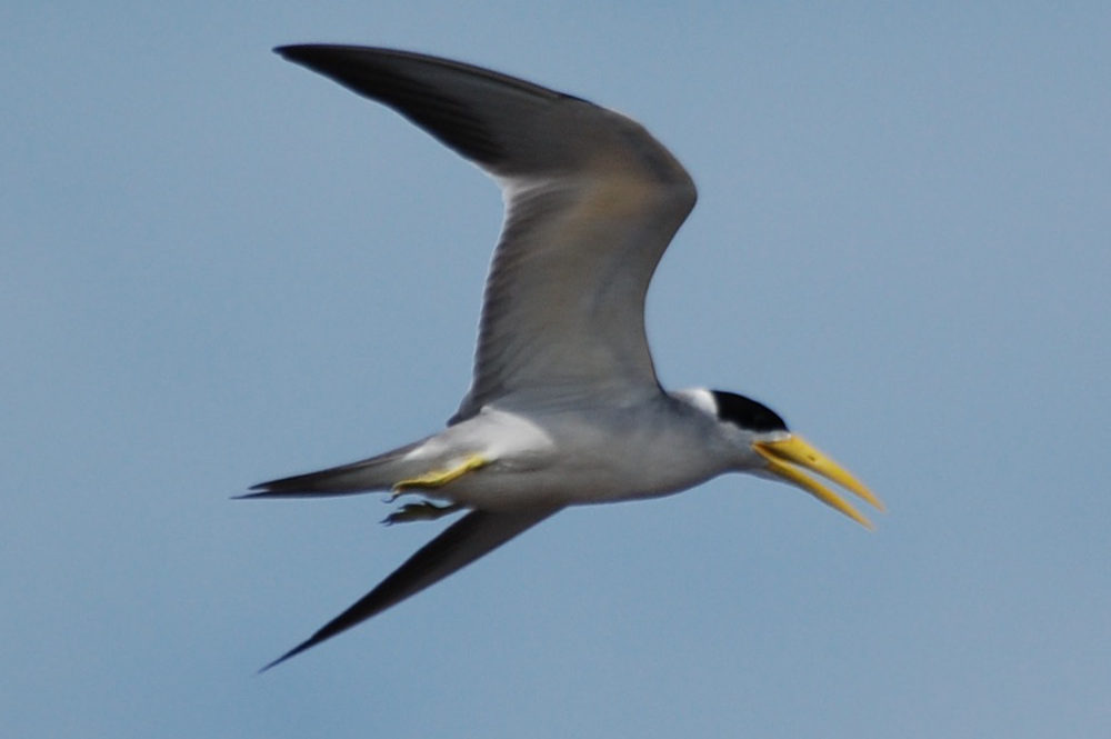 Brasile - uccello dei Len��is Maranhenses: Phaetusa simplex (Sterna beccogrosso)