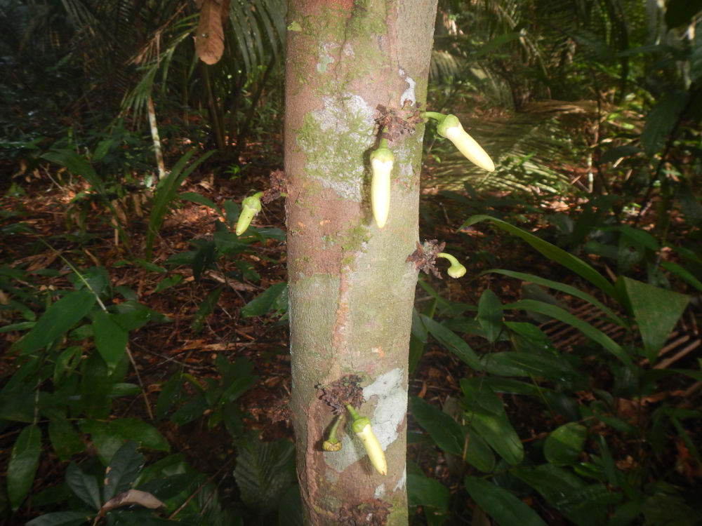 Brasile - pianta della foresta amazzonica