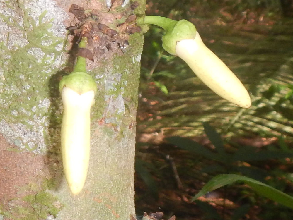 Brasile - pianta della foresta amazzonica