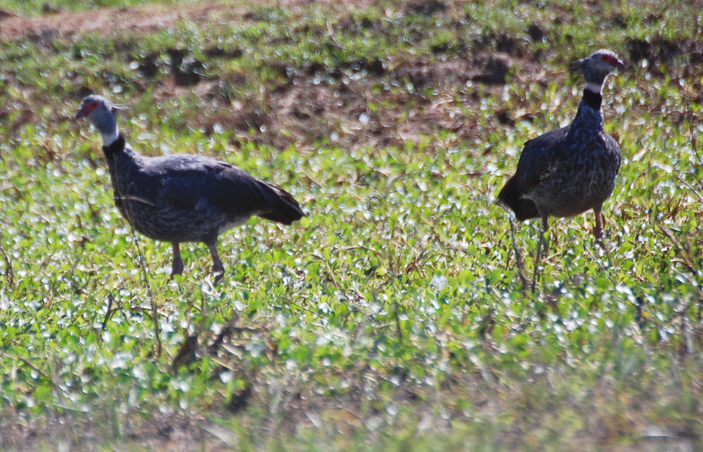 Brasile - Uccello nel Pantanal: Chauna torquata (Anhimidae)