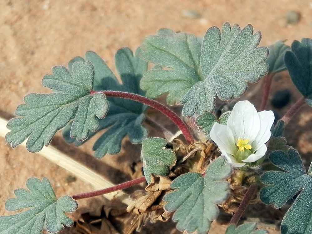 Erodium tibetanum (Geraniaceae) - Mongolia