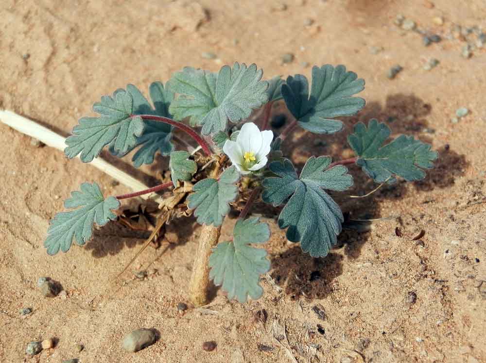 Erodium tibetanum (Geraniaceae) - Mongolia