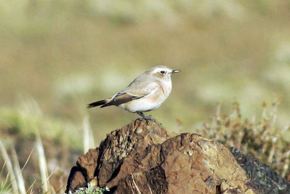 Monachella del deserto (Oenanthe deserti) - Mongolia