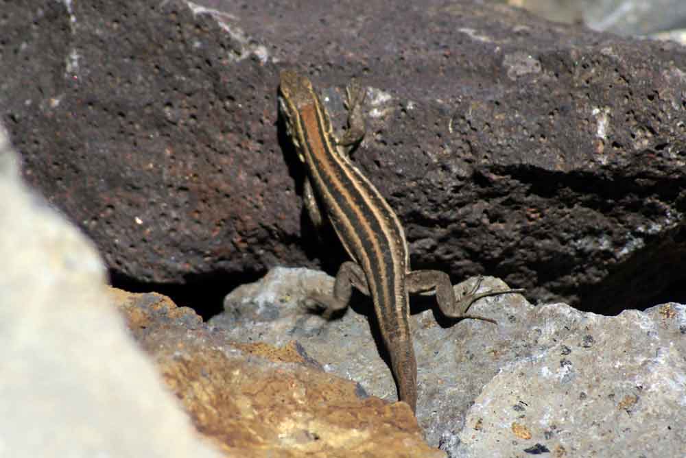 Lucertola - Canarie
