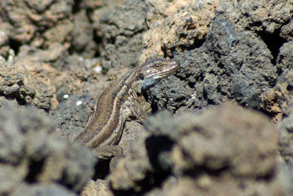 Lucertola - Canarie