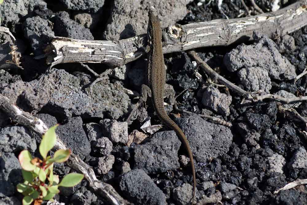 Lucertola - Canarie