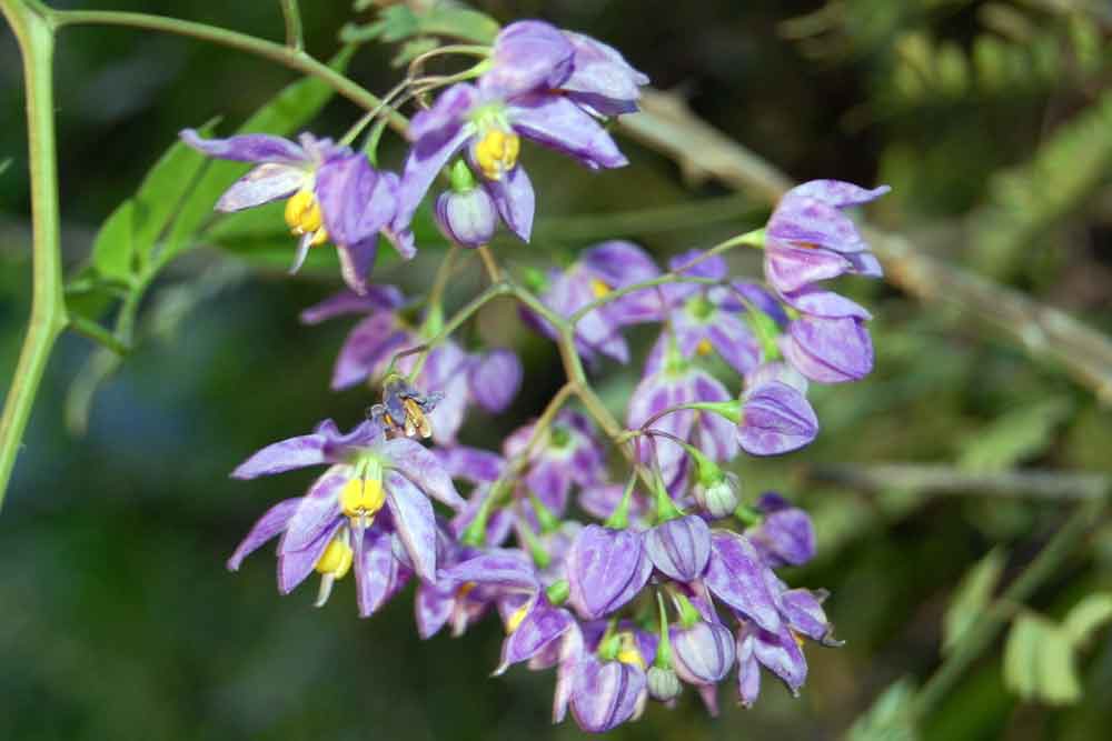 Zimbabwe: Solanum seaforthianum Andrews